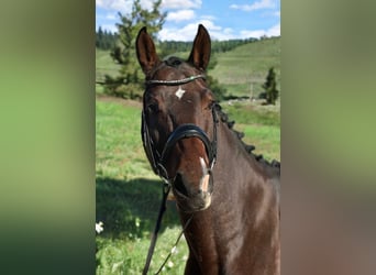 Caballo de deporte alemán, Caballo castrado, 9 años, 170 cm, Castaño