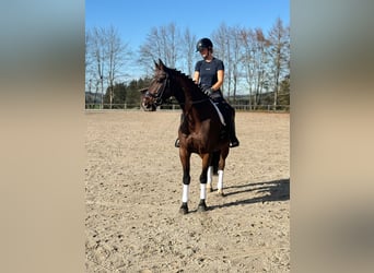 Caballo de deporte alemán, Caballo castrado, 9 años, 170 cm, Castaño