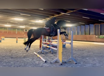 Caballo de deporte alemán, Caballo castrado, 9 años, 171 cm, Morcillo