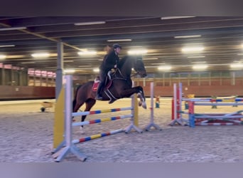 Caballo de deporte alemán, Caballo castrado, 9 años, 171 cm, Morcillo