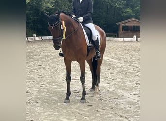 Caballo de deporte alemán, Caballo castrado, 9 años, 172 cm, Castaño