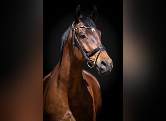 Caballo de deporte alemán, Caballo castrado, 9 años, 172 cm, Castaño