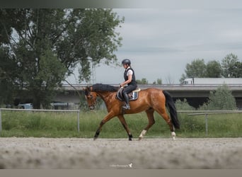Caballo de deporte alemán, Caballo castrado, 9 años, 172 cm, Castaño