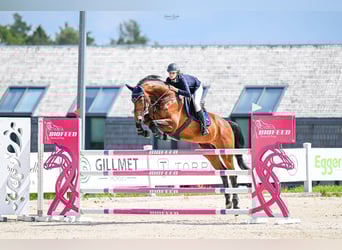 Caballo de deporte alemán, Caballo castrado, 9 años, 172 cm, Castaño rojizo