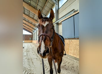 Caballo de deporte alemán, Caballo castrado, 9 años, 173 cm, Alazán-tostado