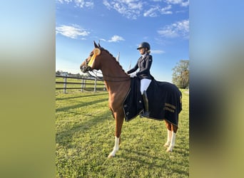 Caballo de deporte alemán, Caballo castrado, 9 años, 174 cm, Alazán