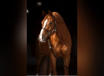 Caballo de deporte alemán, Caballo castrado, 9 años, 174 cm, Alazán