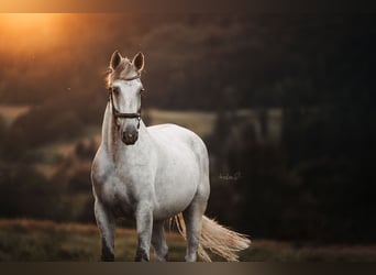 Caballo de deporte alemán, Caballo castrado, 9 años, 176 cm, Tordo picazo