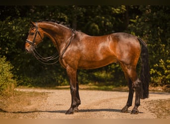 Caballo de deporte alemán, Caballo castrado, 9 años, 177 cm, Castaño oscuro