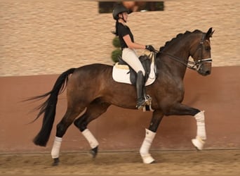 Caballo de deporte alemán, Caballo castrado, 9 años, 177 cm, Castaño oscuro