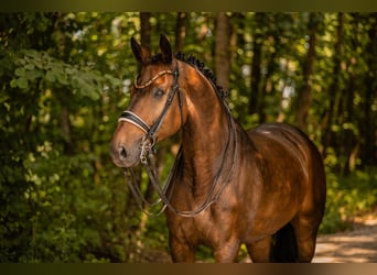 Caballo de deporte alemán, Caballo castrado, 9 años, 177 cm, Castaño oscuro