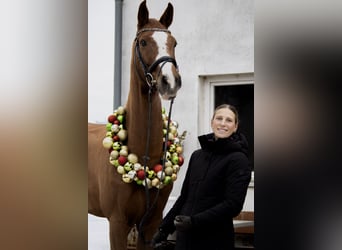 Caballo de deporte alemán, Caballo castrado, 9 años, 178 cm, Alazán