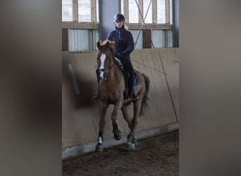 Caballo de deporte alemán, Caballo castrado, 9 años, 178 cm, Alazán