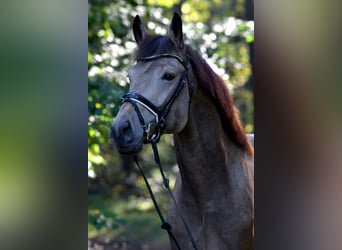 Caballo de deporte alemán, Caballo castrado, 9 años, 178 cm