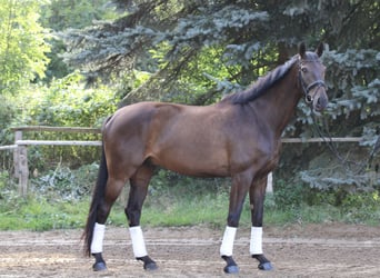 Caballo de deporte alemán, Caballo castrado, 9 años, 178 cm, Castaño