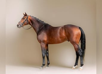 Caballo de deporte alemán, Caballo castrado, 9 años, 180 cm, Castaño