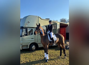 Caballo de deporte alemán, Caballo castrado, 9 años, 180 cm, Castaño