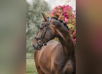 Caballo de deporte alemán, Caballo castrado, 9 años, 182 cm, Castaño