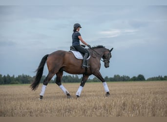 Caballo de deporte alemán, Caballo castrado, 9 años, 182 cm, Castaño