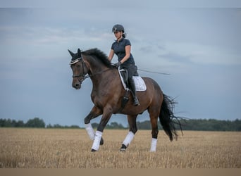 Caballo de deporte alemán, Caballo castrado, 9 años, 182 cm, Castaño