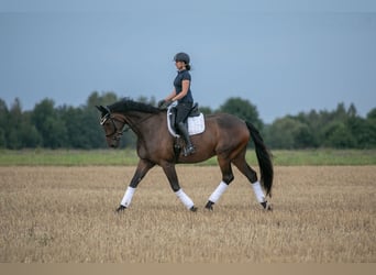 Caballo de deporte alemán, Caballo castrado, 9 años, 182 cm, Castaño