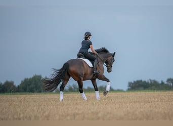 Caballo de deporte alemán, Caballo castrado, 9 años, 182 cm, Castaño