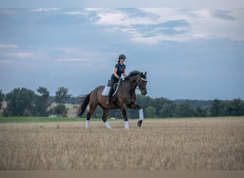 Caballo de deporte alemán, Caballo castrado, 9 años, 182 cm, Castaño