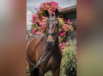 Caballo de deporte alemán, Caballo castrado, 9 años, 182 cm, Castaño