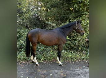 Caballo de deporte alemán, Caballo castrado, 9 años