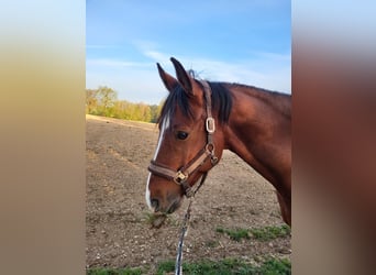 Caballo de deporte alemán, Caballo castrado, 9 años, Castaño