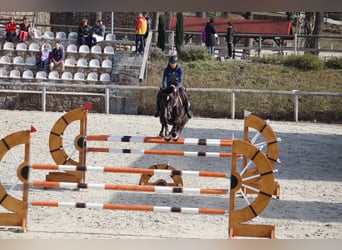 Caballo de deporte alemán, Semental, 13 años
