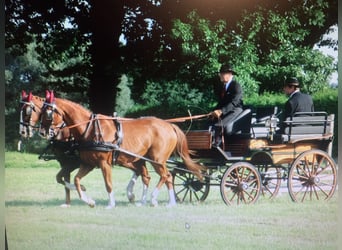 Caballo de deporte alemán, Semental, 17 años