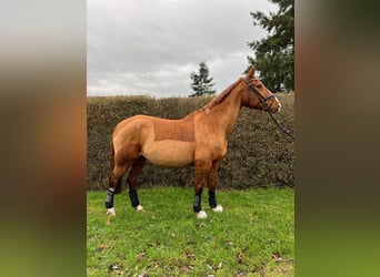 Caballo de deporte alemán, Semental, 17 años