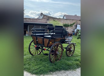 Caballo de deporte alemán, Semental, 17 años