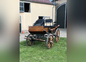 Caballo de deporte alemán, Semental, 17 años