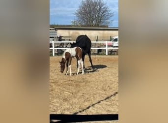 Caballo de deporte alemán, Semental, 1 año, 110 cm, Pío