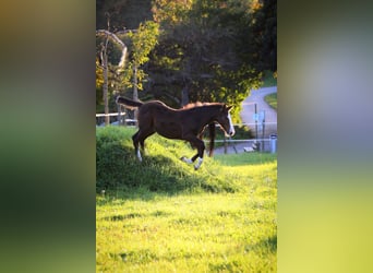 Caballo de deporte alemán, Semental, 1 año, 143 cm, Castaño oscuro
