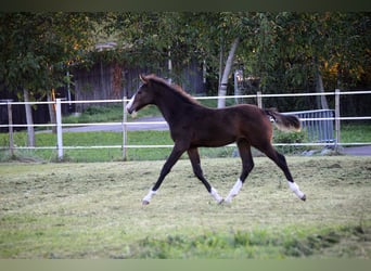 Caballo de deporte alemán, Semental, 1 año, 143 cm, Castaño oscuro