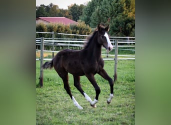 Caballo de deporte alemán, Semental, 1 año, 143 cm, Castaño oscuro