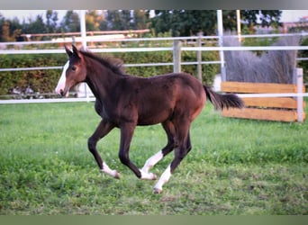 Caballo de deporte alemán, Semental, 1 año, 143 cm, Castaño oscuro