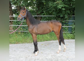 Caballo de deporte alemán, Semental, 1 año, 167 cm, Castaño oscuro