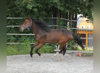 Caballo de deporte alemán, Semental, 1 año, 167 cm, Castaño oscuro