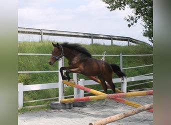 Caballo de deporte alemán, Semental, 1 año, 167 cm, Castaño oscuro