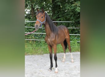 Caballo de deporte alemán, Semental, 1 año, 167 cm, Castaño oscuro