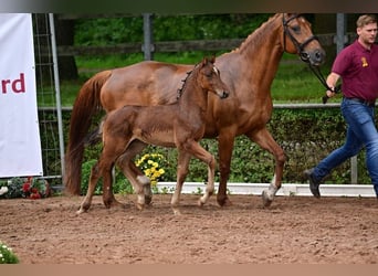 Caballo de deporte alemán, Semental, 1 año, 168 cm, Castaño