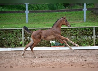 Caballo de deporte alemán, Semental, 1 año, 168 cm, Castaño