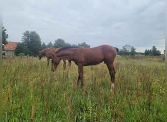 Caballo de deporte alemán, Semental, 1 año, 168 cm, Castaño