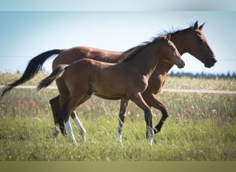 Caballo de deporte alemán, Semental, 1 año, 168 cm, Castaño