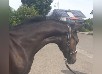 Caballo de deporte alemán, Semental, 1 año, 168 cm, Castaño oscuro