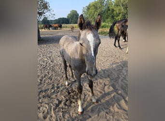 Caballo de deporte alemán, Semental, 1 año, 168 cm, Tordo rodado